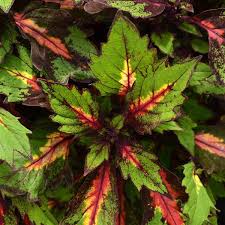 Coleus Ignite Special Effects