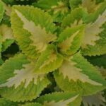 Coleus Kong Jr Green Halo