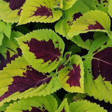 Coleus Kong Lime Sprite