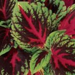 Coleus Kong Red
