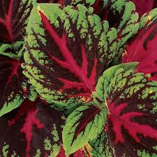 Coleus Kong Red