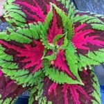 Coleus Kong Rose