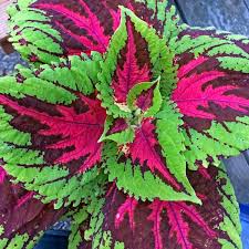 Coleus Kong Rose