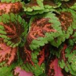 Coleus Kong Salmon