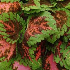 Coleus Kong Salmon