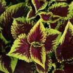 Coleus Kong Scarlet