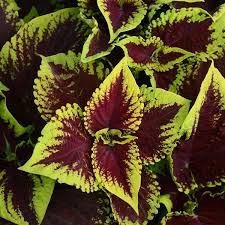 Coleus Kong Scarlet