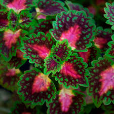 Coleus Lava Rose