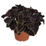 Coleus Main Street Abbey Road