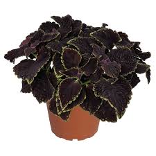 Coleus Main Street Abbey Road