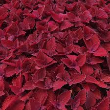 Coleus Main Street Beale Street