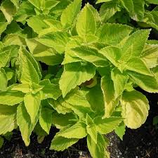 Coleus Main Street Chartres Street