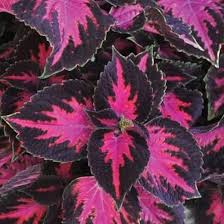 Coleus Main Street Fifth Avenue
