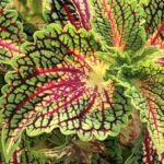 Coleus Main Street La Rambla
