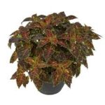 Coleus Main Street Michigan Ave
