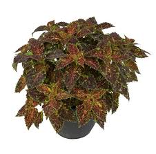 Coleus Main Street Michigan Avenue