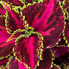 Coleus Main Street Ocean Drive