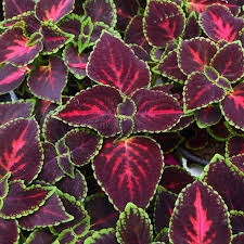 Coleus Main Street Orchard Road