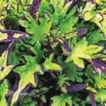 Coleus Main Street Rodeo Drive