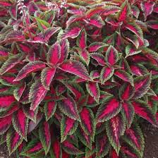 Coleus Main Street Ruby Road