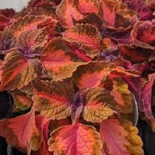 Coleus Main Street Sunset Boulevard