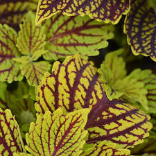 Coleus Main Street Venice Boulevard
