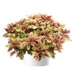 Coleus Marrakesh