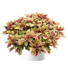 Coleus Marrakesh
