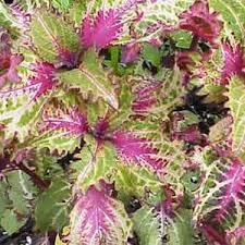 Coleus Peters Wonder