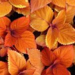 Coleus Rustic Orange