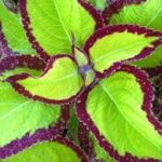 Coleus Saturn