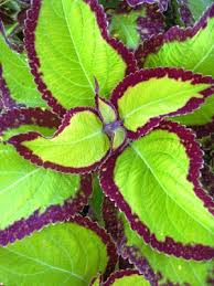 Coleus Saturn