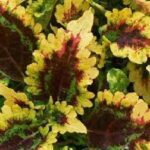 Coleus Solar Flare