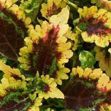 Coleus Solar Flare