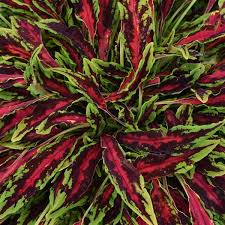 Coleus Spitfire