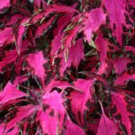 Coleus Stained Glass Luminesce
