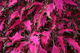 Coleus Stained Glass Luminesce