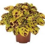Coleus Stained Glass Presido