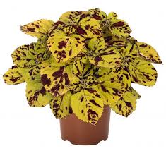 Coleus Stained Glass Presido