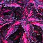 Coleus Stained Glass Royalty