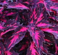 Coleus Stained Glass Royalty