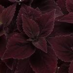 Coleus Talavera Chocolate Velveteen