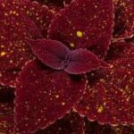 Coleus Talavera Moondust