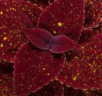 Coleus Talavera Moondust