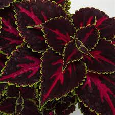 Coleus Talavera Pink Tricolor