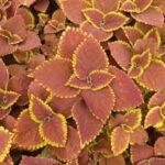 Coleus Trusty Rusty