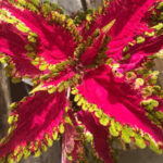 Coleus Under the Sea Electric Eel