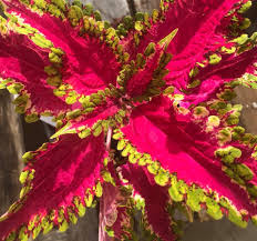 Coleus Under the Sea Electric Eel