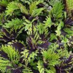 Coleus Under the Sea  Fish Net