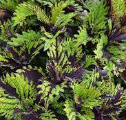 Coleus Under the Sea Fish Net